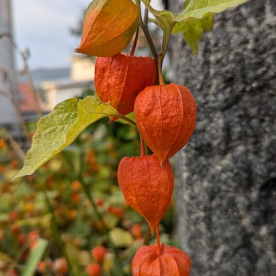 Impulse aus der Natur